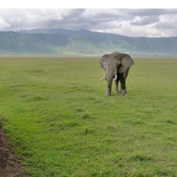 Elefant im Ngorongoro